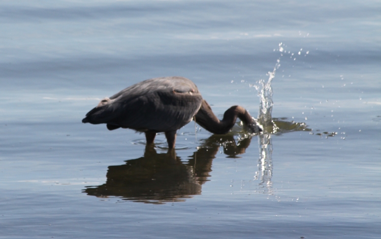 Success!  A GBH Catch